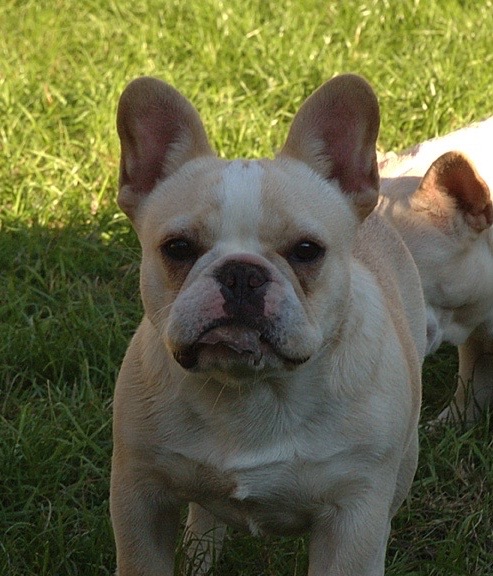 BANDOG FRENCH BULLDOGS - Louisiana