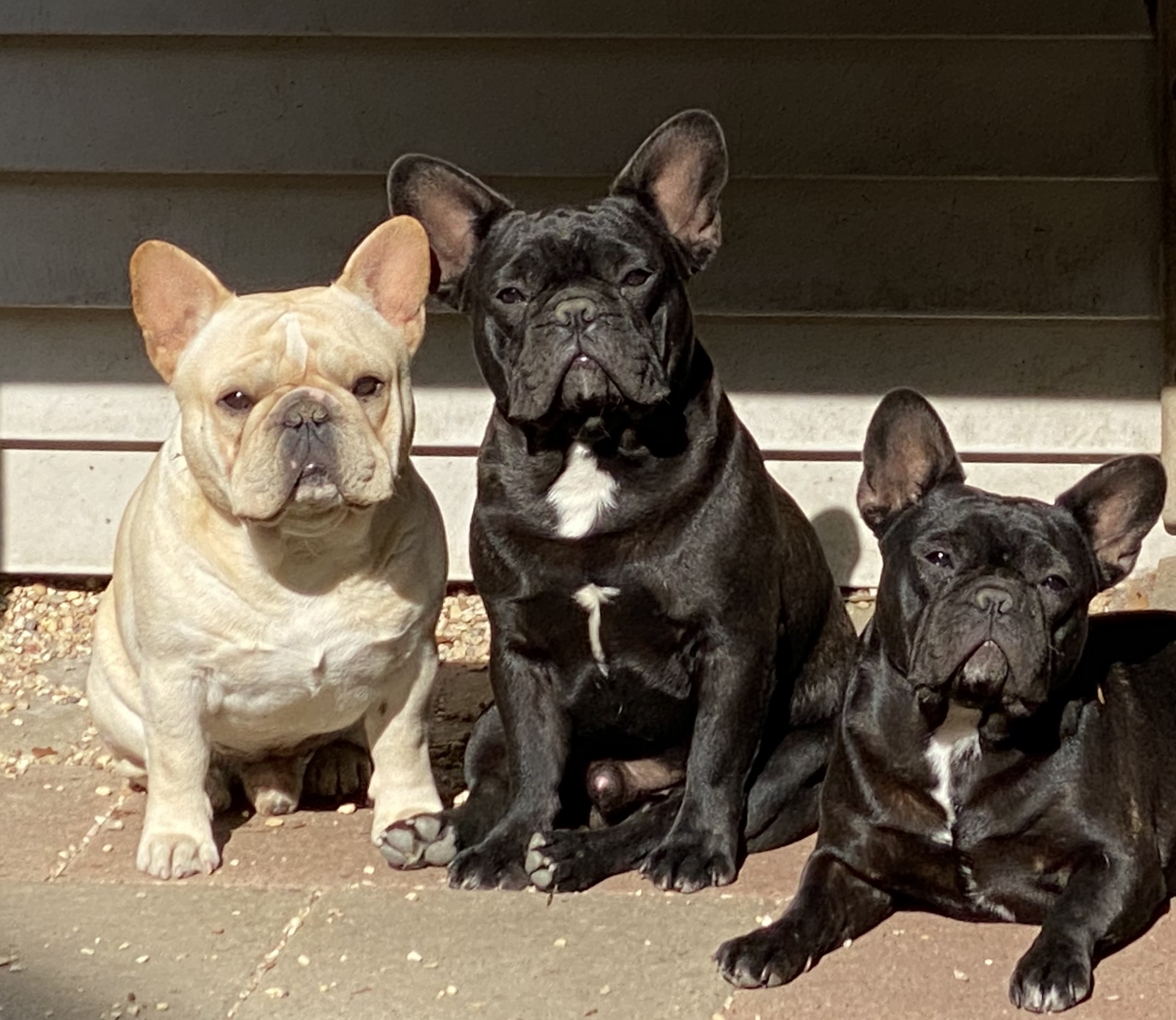 BANDOG FRENCH BULLDOGS - Louisiana