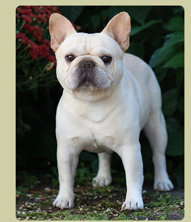 BANDOG FRENCH BULLDOGS - Louisiana