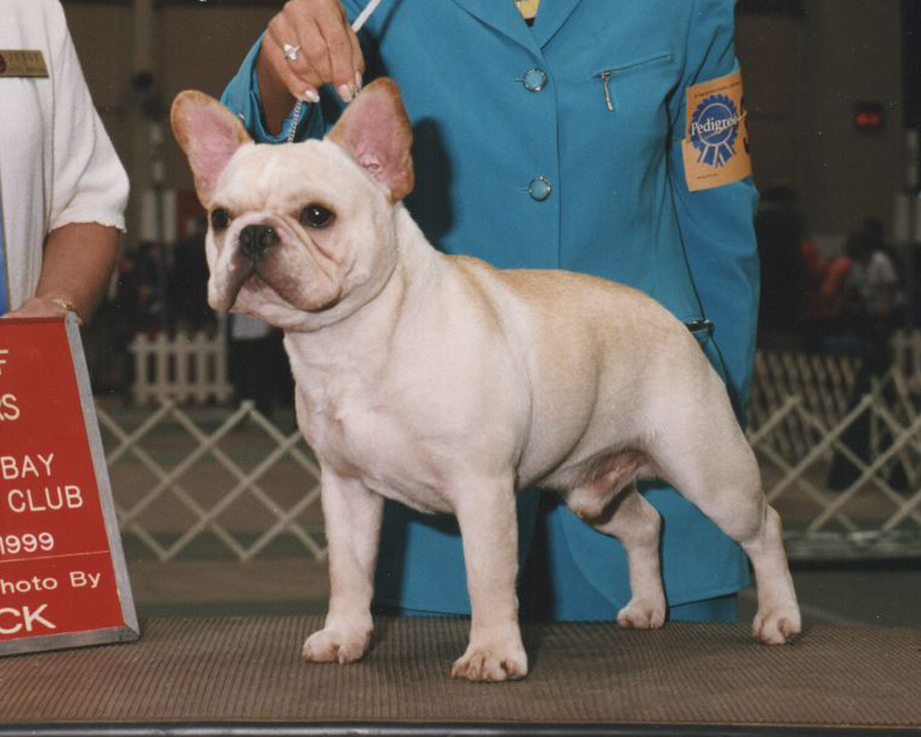 Ch Bandogs's Wishes Granted