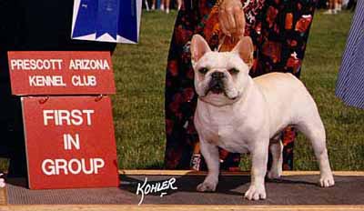 Ch Bandog's Made To Order