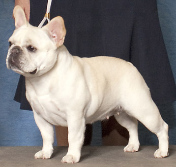 CH BANDOG'S HEART OF A LION