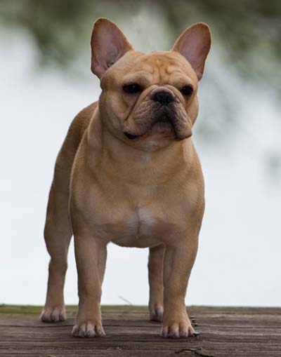 BANDOG'S MAJOR LEAGUE HOMERUN AT TX STAR