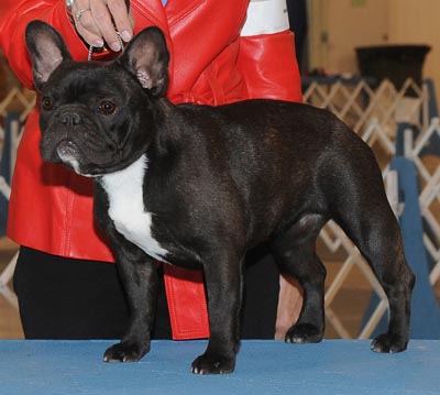 CH BANDOG'S NOWCIT AT TX STAR
