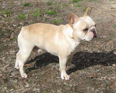 Bandog's Feel the Majic
